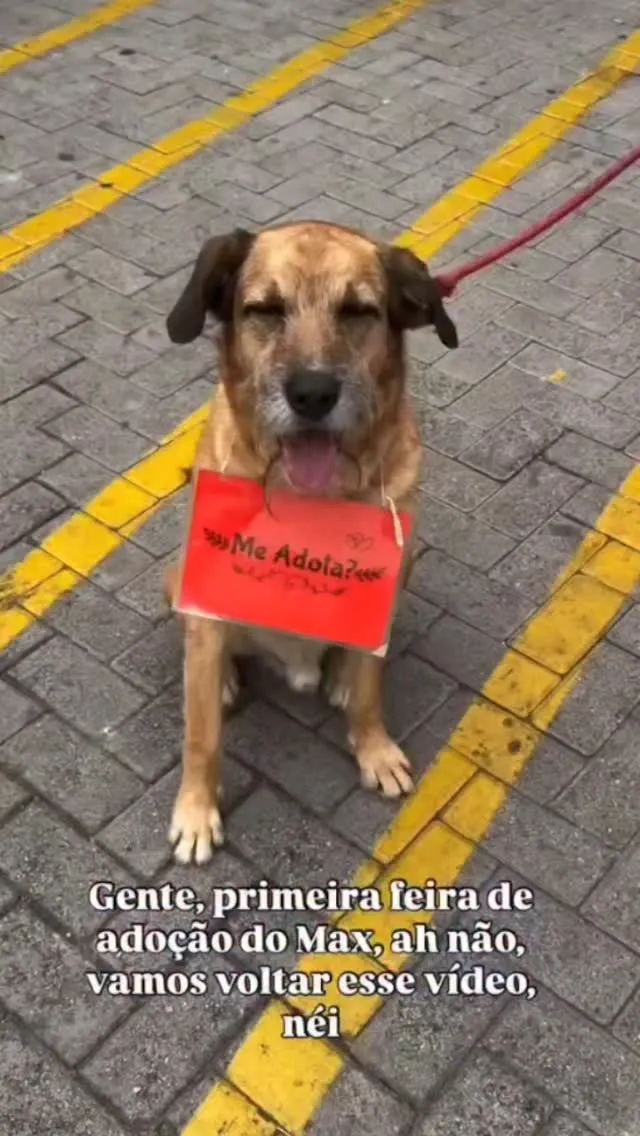 Feira de Adoção: Dê uma Nova Chance ao Max!
