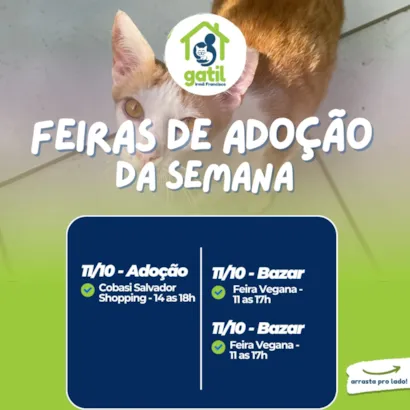 Feirinha de Adoção da Semana