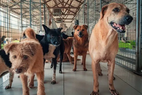 Feira de adoção responsável em Cabo Frio no dia 11 de outubro, no Fofuras Pet, com cães e gatos resgatados. Traga um novo lar para um pet!
