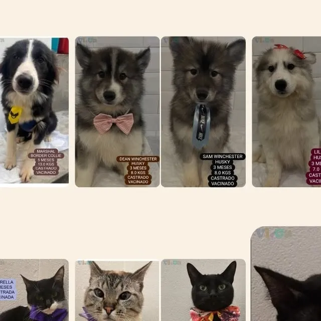Adote cães e gatos no VICA - centro de adoção. Conheça nossos pets, horários de atendimento e requisitos para adoção. Seu novo amigo espera por você!