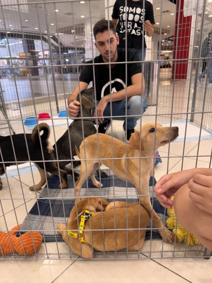 Evento de adoção de cães e gatos resgatados pela ONG Pata Amada no Sam's Club Fortaleza Papicu. Adote um amigo com responsabilidade e amor.
