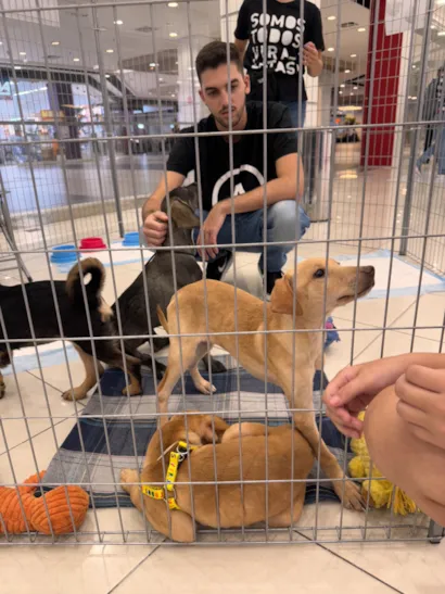 Evento de Adoção Responsável no Sam's Club Fortaleza