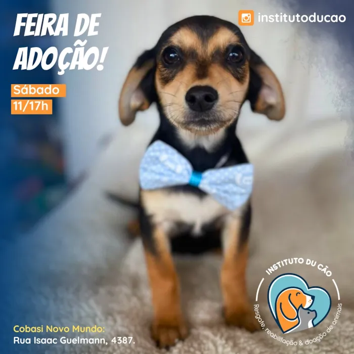 Feira de Adoção do Instituto Du Cão em Curitiba neste sábado, 11 de Outubro, na Cobasi Novo Mundo. Adote um amigo!