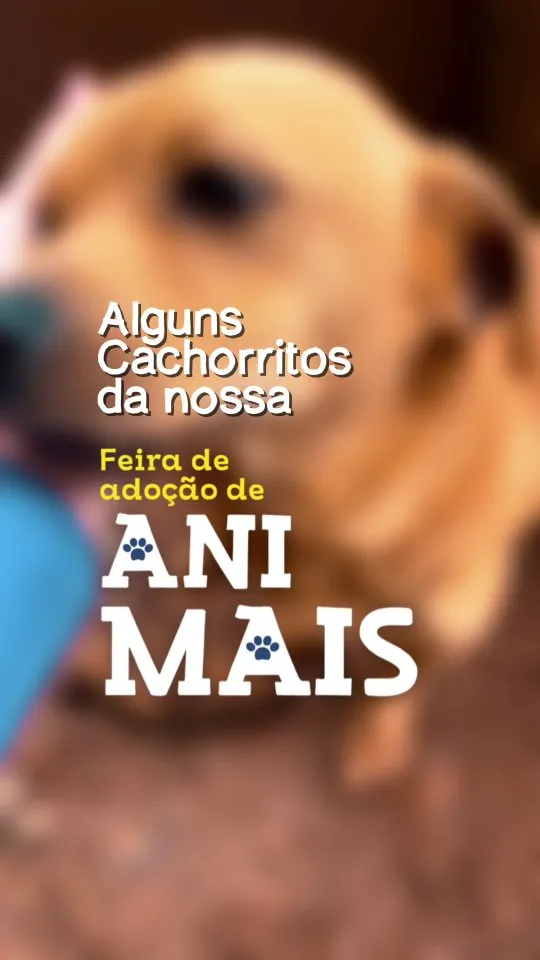 Venha para a Feirinha de Adoção de Animais neste sábado a partir das 9h! Encontre seu novo amigo de quatro patas em parceria com ONGs e a CDL Capinzal.