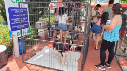 Programa Amigo Pet: Adote um Companheiro no Parque da Criança!