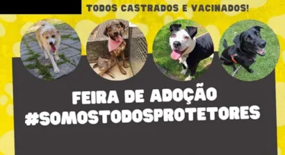 Feira de Adoção de Animais em Petrópolis