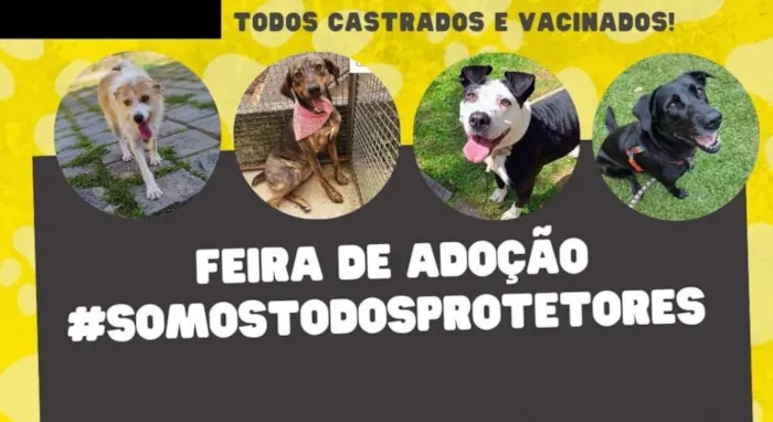 Feira de adoção de cães vacinados e castrados pelo grupo Somos Todos Protetores em Petrópolis. Encontre seu novo amigo!