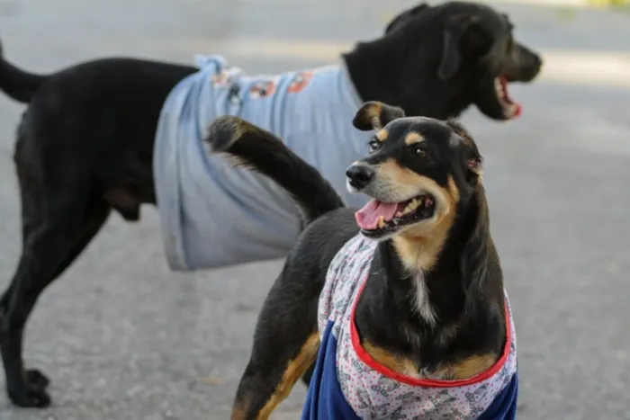 Novo Lar: Evento de Adoção Reúne Gatos e Cães em Shopping