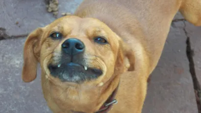 Netflix e ONGs se unem em campanha para incentivar a adoção de cães