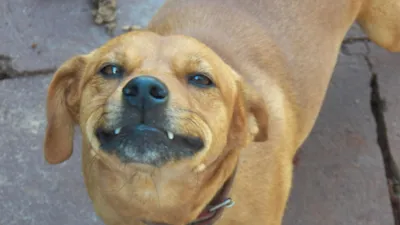 Netflix e ONGs se unem em campanha para incentivar a adoção de cães