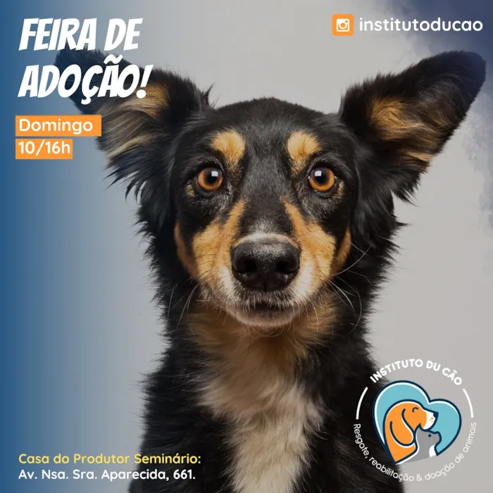 Feira de Adoção no Instituto Du Cão em Curitiba, no dia 12 de Outubro, das 10h às 16h, na Casa do Produtor Seminário. Adote um amigo!