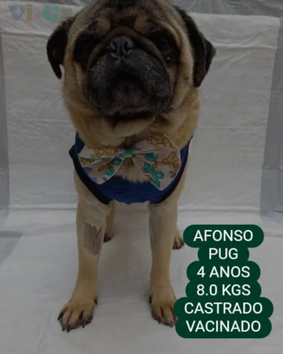 Adote o Afonso!
