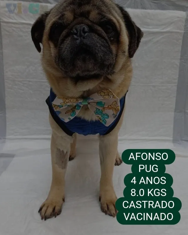 Adote Afonso, um pug de 4 anos, castrado e vacinado, disponível para adoção responsável. Visite o VICA em São Paulo e encontre seu novo amigo!