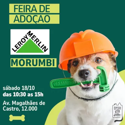 Feira de Adoção na Leroy Merlin Morumbi