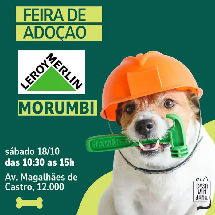 Feira de Adoção na Leroy Merlin Morumbi