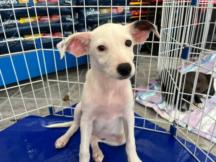 Feira de adoção de animais acontece em Cabo Frio neste sábado (18), na Rua Itajuru, das 9h30 às 13h. Adote um cão ou gato e ganhe um amigo para a vida!