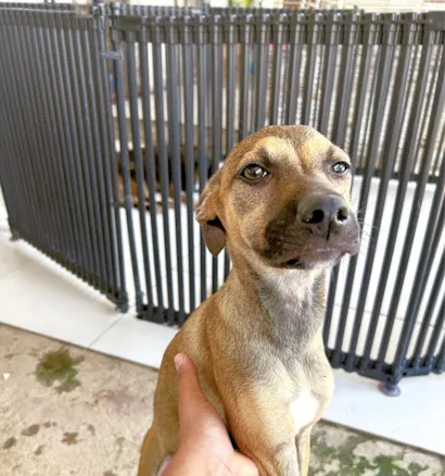 Feira de Adoção em Natal: Uma Oportunidade para Dar um Novo Lar a Pets Resgatados