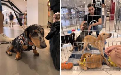 Evento de Adoção de Cães e Gatos no Carrefour Recife