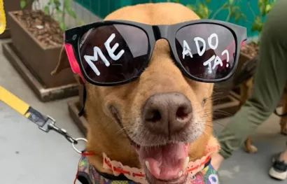 Adote um Cão Comunitário: Uma Nova Chance para a Felicidade