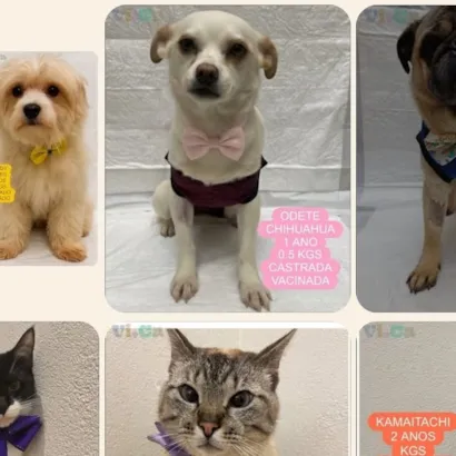 Adote um Amigo no VICA - Centro de Adoção e Petshop Vito e Carmela