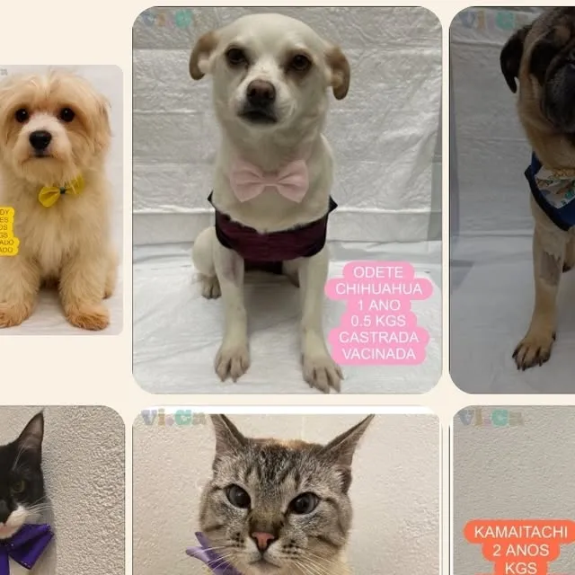 Adote um Amigo no VICA - Centro de Adoção e Petshop Vito e Carmela