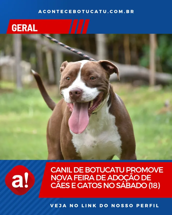 Canil de Botucatu promove Feira de Adoção