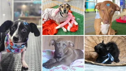 Feira de Adoção de Cães e Gatos Resgatados em Belo Horizonte