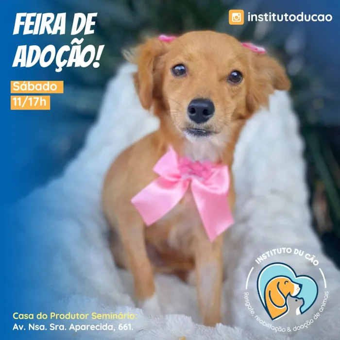 Feira de Adoção Instituto Du Cão