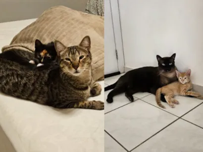 Feira de Adoção de Gatos no Shopping Mueller