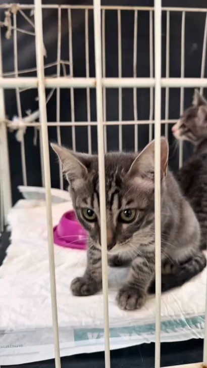 Evento de Adoção de Cães e Gatos