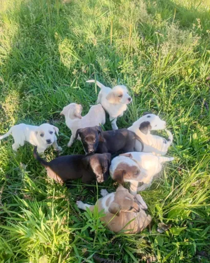 Feira de Adoção de Animais no Bairro Iguaçu