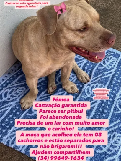 SOS Castração Agendada: Adote ou Abrace um Lar Temporário!