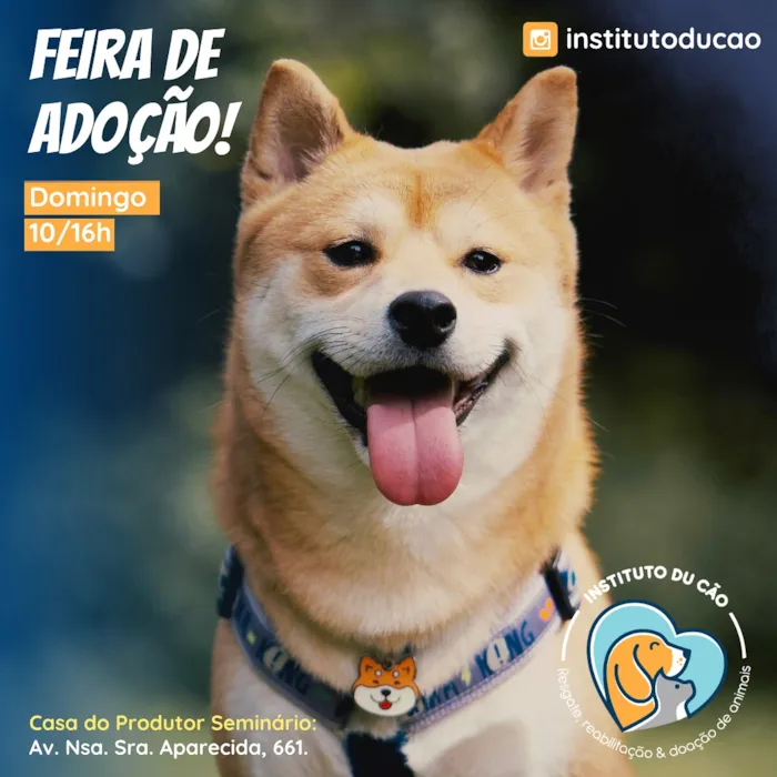 Feira de Adoção Du Cão