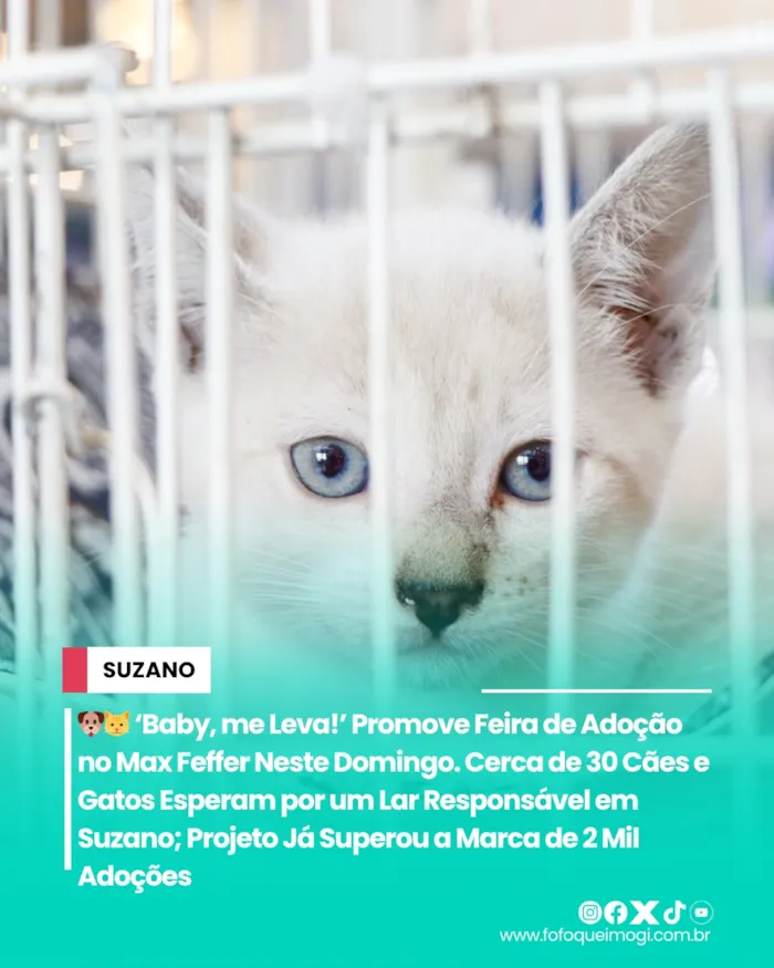 Participe da Feira de Adoção 'Baby, me Leva!' em Suzano neste domingo! Cerca de 30 cães e gatos esperam por um lar. Saiba como adotar e ajude a transformar vidas.