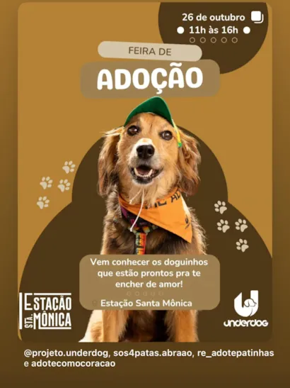 Feira de Adoção de Animais em Florianópolis