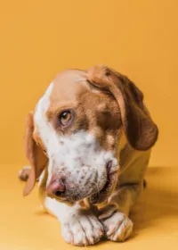 Nomes Engraçados para Cachorros: Guia e Listas