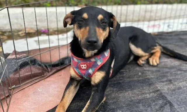 Feira de adoção de cães da ONG Dog’s Heaven acontece nesta sexta (25) no Pátio Petrópolis Shopping, das 10h às 15h. Adote um amigo!