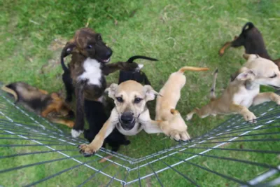 Feira de Adoção e Vacinação de Pets no CCZ neste Sábado
