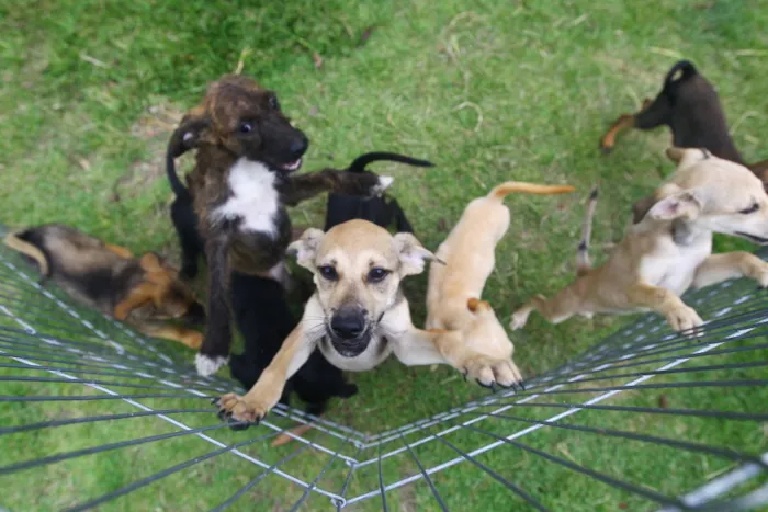 Participe da Feira de Adoção e Vacinação de Pets no CCZ de São José dos Campos neste sábado (25). Adote um animal ou vacine e microchip seu pet gratuitamente.