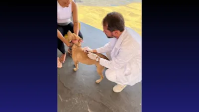 Outubro Rosa Pet: Vacinação, Feira de Adoção e Orientação sobre Câncer em Animais