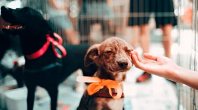 Feira de Adoção de Pets leva amor e novos lares a cães e gatos em Barueri