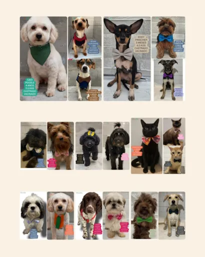 ADOTE ViCa: Encontre seu novo amigo de quatro patas!