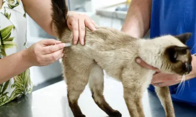 São Caetano do Sul: Vacinação Antirrábica e Evento de Adoção de Cães e Gatos