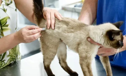 São Caetano do Sul: Vacinação Antirrábica e Evento de Adoção de Cães e Gatos