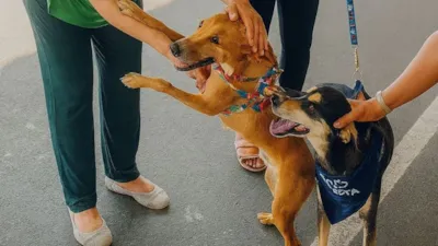 Feira de Adoção em Praia Grande oferece nova chance a cães adultos