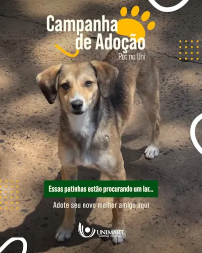 Campanha de Adoção Pet no Uni