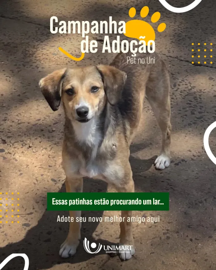 Campanha de Adoção Pet no Uni