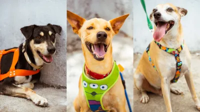 Brisanet promove evento de adoção de cães em parceria com a ONG Abrace
