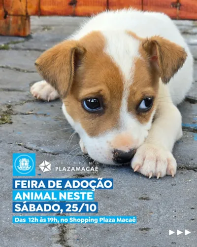Feira de Adoção Animal