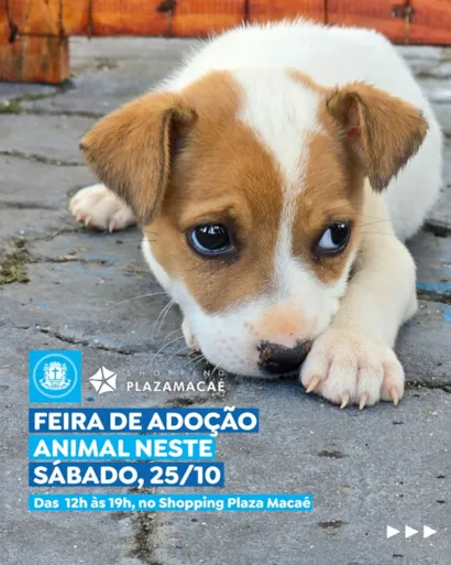 Feira de Adoção Animal